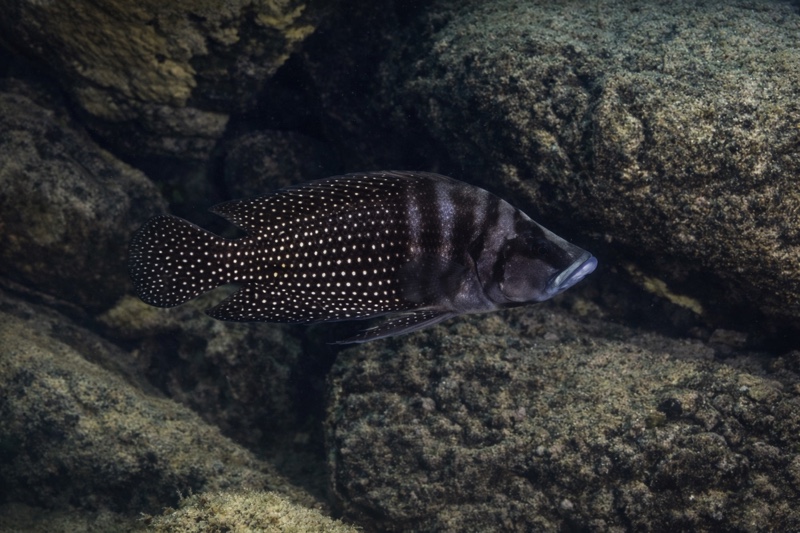 Altolamprologus calvus 'Cape Kachese'